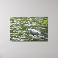 Grote Blauwe Heron Verpakte Canvas Print