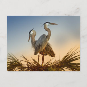 Grote Blauwe Herons op zonsopgang Briefkaart