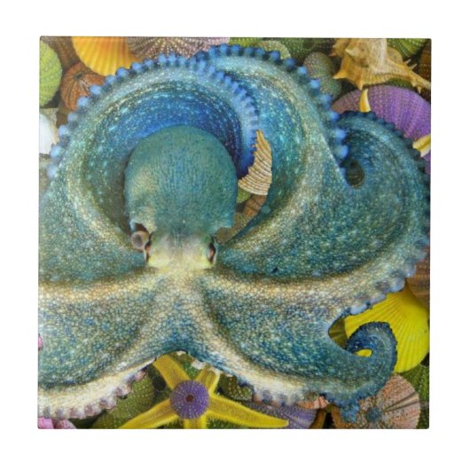 Grote blauwe octopustegel tegeltje (Voorkant)