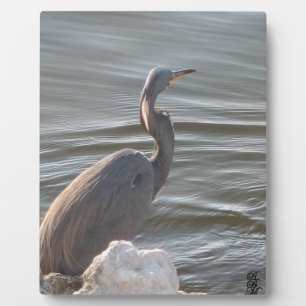 Grote Blauwe Reiger bij het Water Fotoplaat