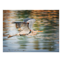 Grote Blauwe Reiger Boven Meer Natuurdruk