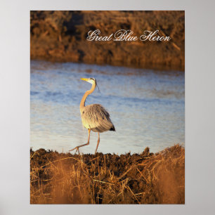 Grote Blauwe Reiger Foto Poster