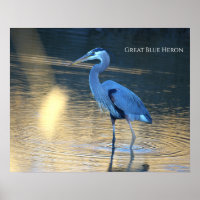 Grote Blauwe Reiger Foto Poster