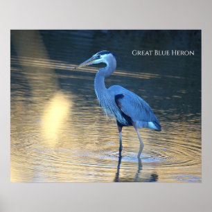 Grote Blauwe Reiger Foto Poster
