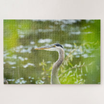 Grote Blauwe Reiger Pacific Northwest