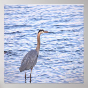 Grote Blauwe Reiger Poster