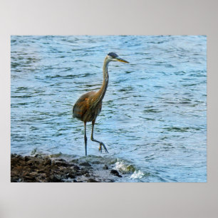Grote Blauwe Reiger Staand in het Water Poster