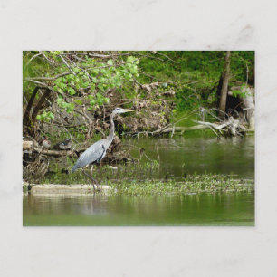 Grote Blauwe Reiger Tennessee rivier natuur natuur Briefkaart