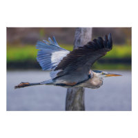 Grote Blauwe Reiger Vlucht Wilde Natuur Vogel Foto