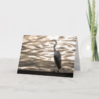 Grote Blauwe Reiger Vogel Bij Zonsondergang Blank