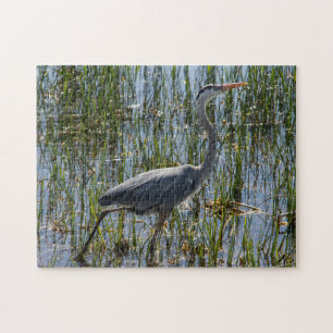 Grote Blauwe Reiger Wadend Door Moeras Wildlife  Legpuzzel