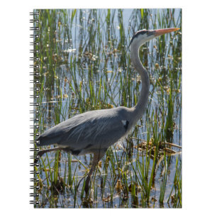 Grote Blauwe Reiger Wadt Moeras Foto Notitieboek