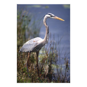 Grote Blauwe Reiger water vogel Foto Afdruk
