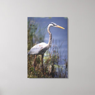 Grote blauwe reiger watervogel canvas afdruk