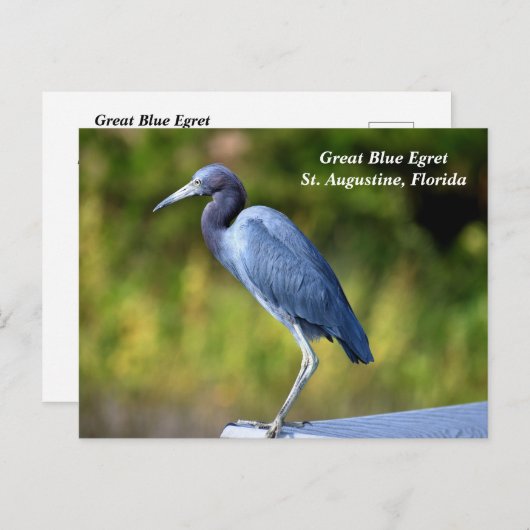 Grote blauwe zilverreiger feestdagenkaart (Voorkant / Achterkant)