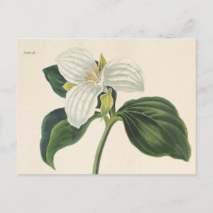 Grote blote trillium briefkaart