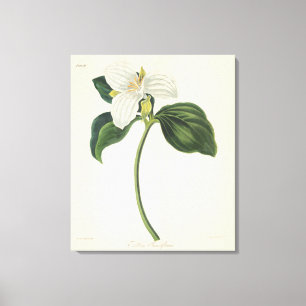 Grote blote trillium canvas afdruk
