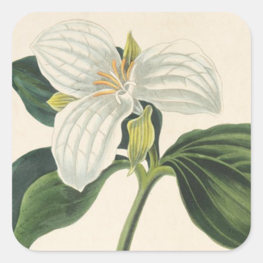 Grote blote trillium vierkante sticker (Voorkant)