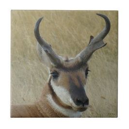 Grote bok van de Gaffelbok kopschot Tegeltje