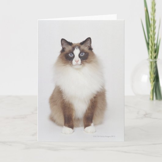 Grote BontKat Kaart (Voorkant)