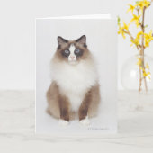 Grote BontKat Kaart (Gele Bloem)