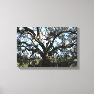 Grote boom canvas afdruk