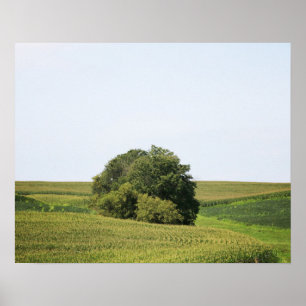 Grote boom in een Plattelandsveld Kleur 16x20 Poster