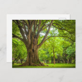 Grote boom in het park briefkaart (Voorkant / Achterkant)