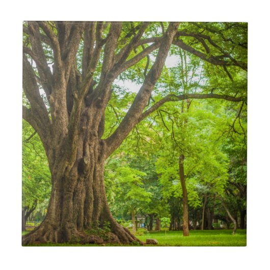 Grote boom in het park tegeltje (Voorkant)