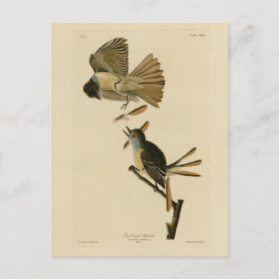 Grote broekvanger, Audubon Birds of America Briefkaart