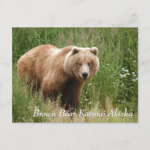Grote bruine beer Katmai Alaska  Briefkaart