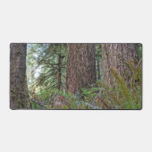 Grote conifeer Pacific Northwest Forest Bureaumat (Voorkant)