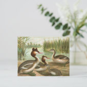 Grote Crested Grebe Briefkaart (Staand voorkant)