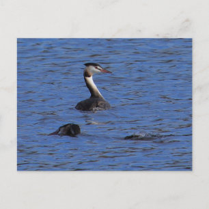 Grote Crested Grebe Briefkaart