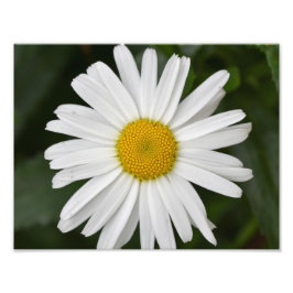 Grote Daisy Foto Afdruk