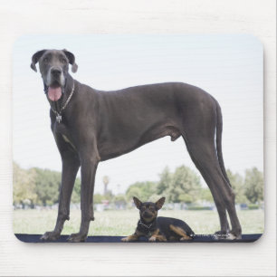 Grote dane en kleine gemengde hond muismat