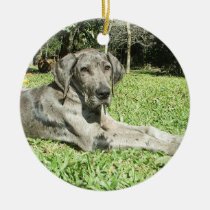 Grote Dane Puppy Ornaments Keramisch Ornament