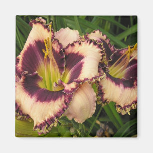 Grote Daylily Magnet Magneet