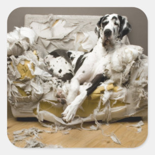 Grote Deen gekauwde Sofa Pet Sitter Hond Walker Vierkante Sticker