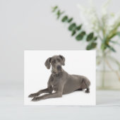 Grote Deen Puppy Dog Blank Post Kaart (Staand voorkant)