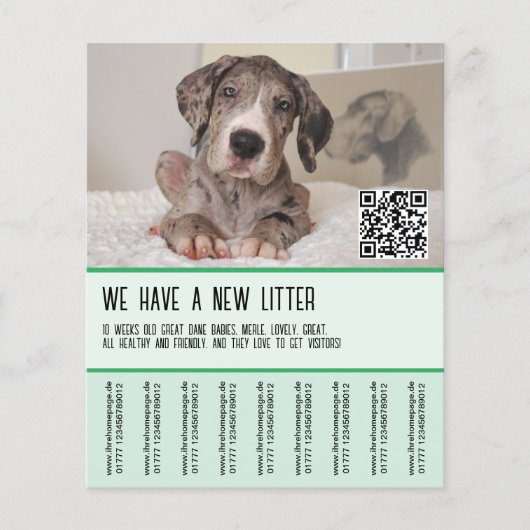 Grote Deense Puppies te koop Flyer (Voorkant)