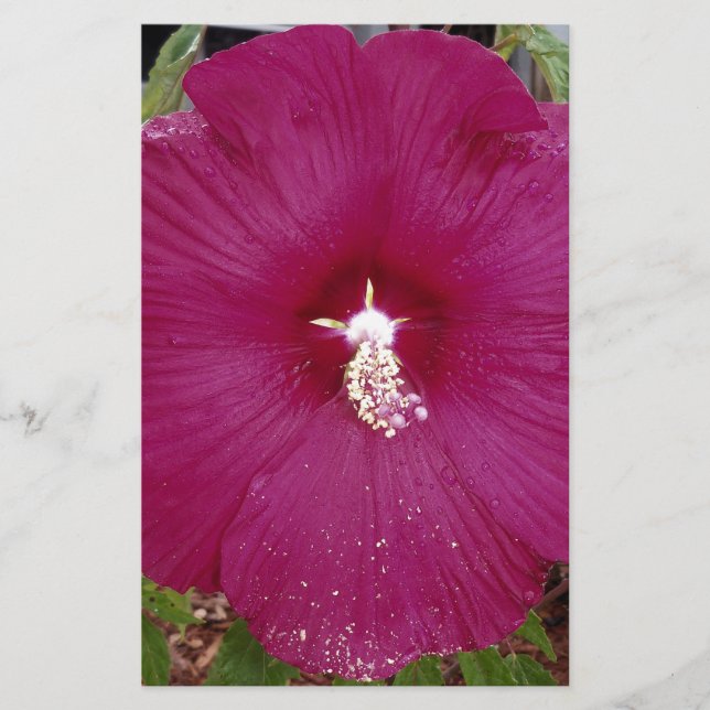 grote donkerrode hibiscus (Voorkant)