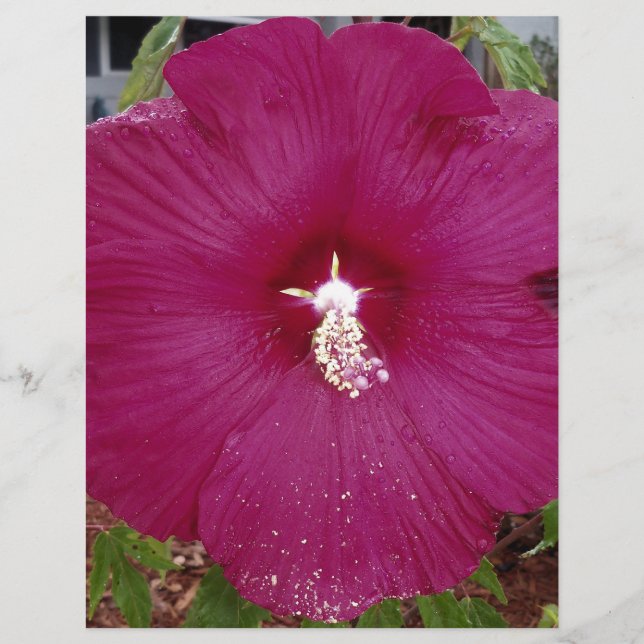 grote donkerrode hibiscus (Voorkant)