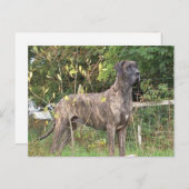 grote duitse brindle vol briefkaart (Voorkant / Achterkant)