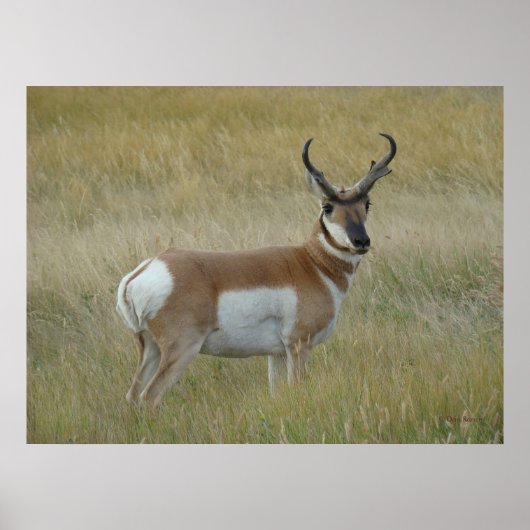 Grote Gaffelbok Ram Poster (Voorkant)