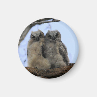 Grote Gehoornde Uil Kuikens - Magnet Magneet