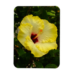 Grote gele hibiscus-ventilator magneet