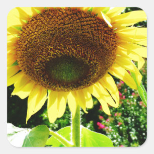 Grote gele zonnebloem vierkante sticker