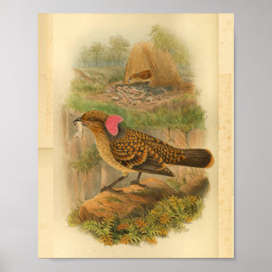 Grote, gevriesdroogde bower Bird  print