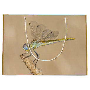 Grote glazenmaker libel insect vrouw (CC BY 4.0) Groot Cadeauzakje